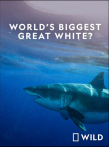 World's Biggest Great White Shark