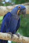 The Blue Parrot