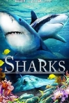Sharks (in 3D)