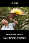 Attenboroughs Paradise Birds