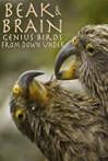 Beak & Brain - Genius Birds from Down Under