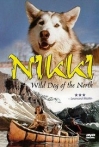 Nikki Wild Dog of the North
