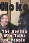 Koko The Gorilla Who Talks to People