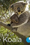 Secret Life of the Koala
