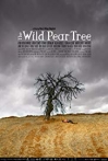 The Wild Pear Tree