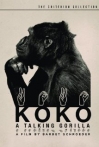 Koko a Talking Gorilla