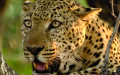 Malika Leopard Huntress